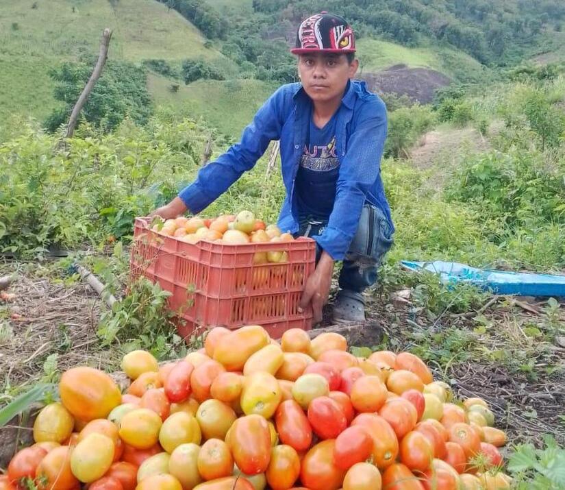 TOMATE3