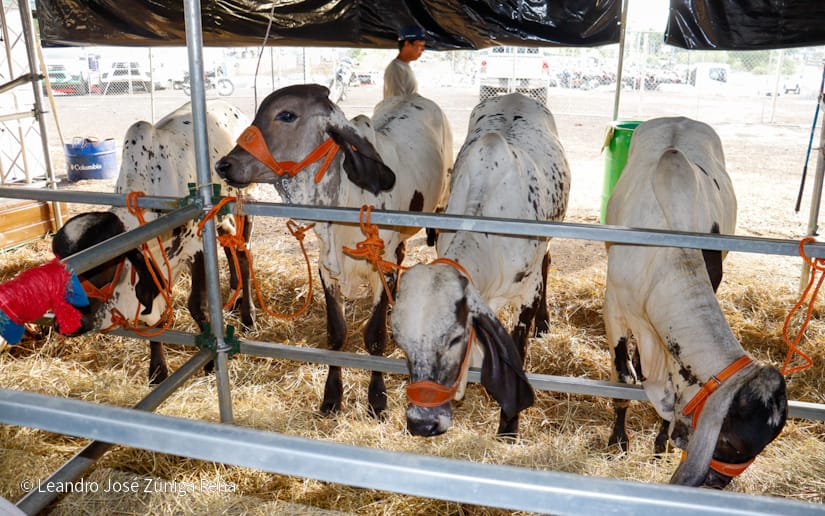 FERIA-(25)