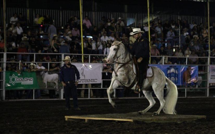 FERIA-(20)