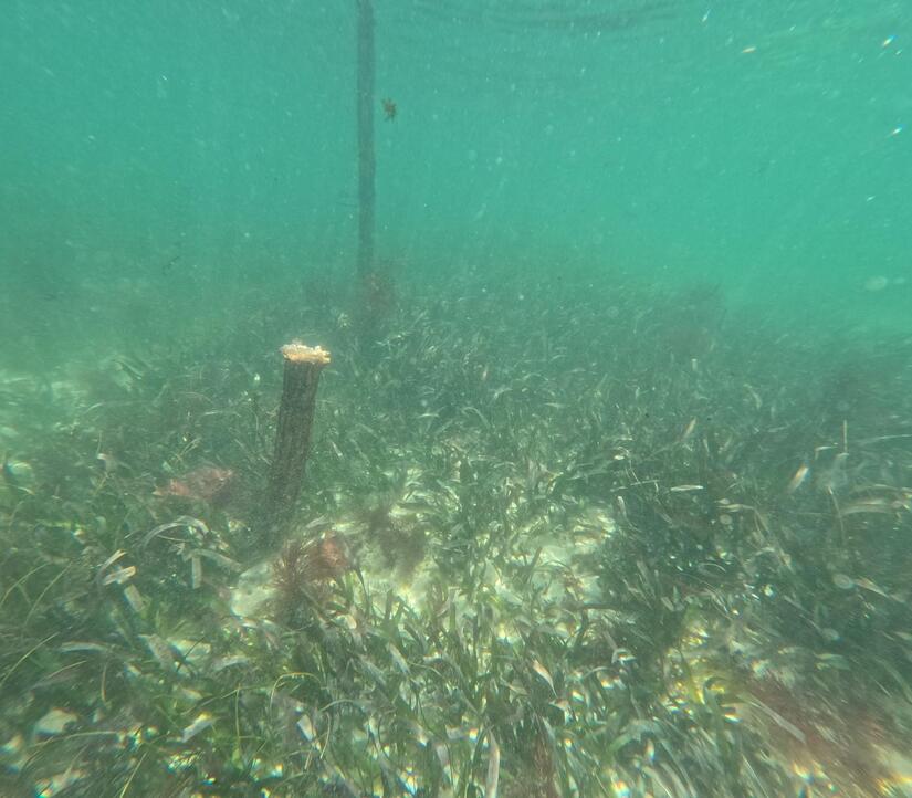 INPESCA-7