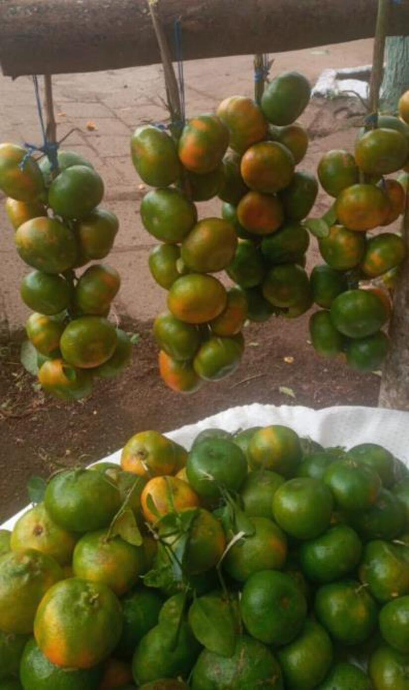 MANDARINA4