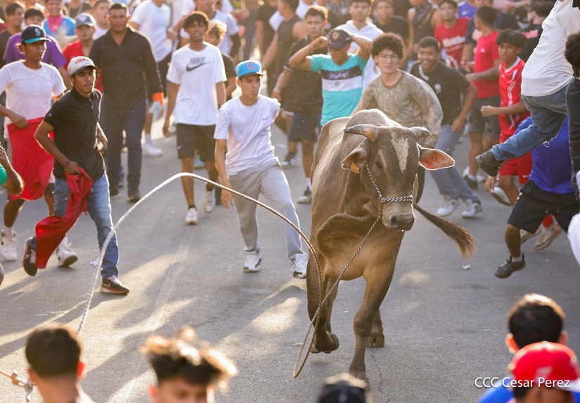 VACAS-(16)