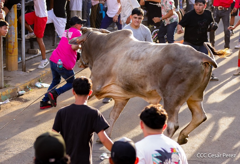 VACAS-(17)