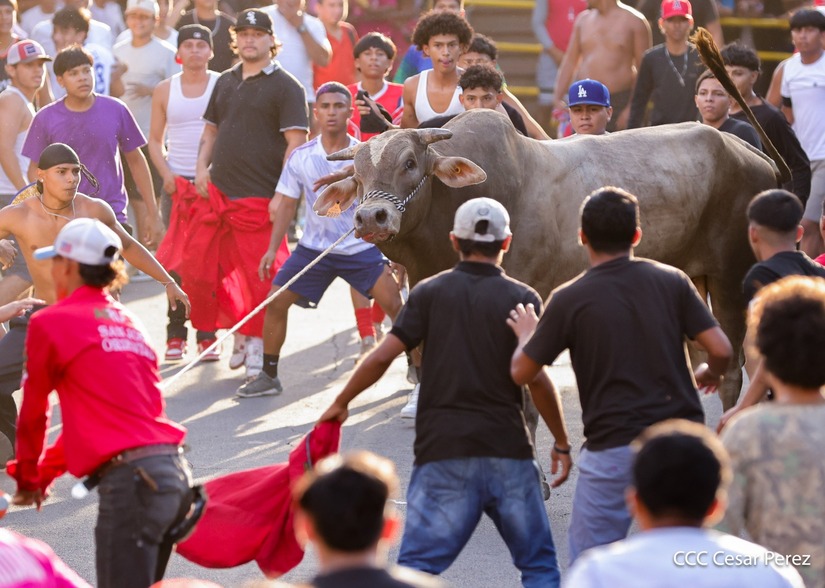 VACAS-(19)