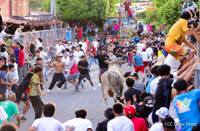 VACAS-(24)
