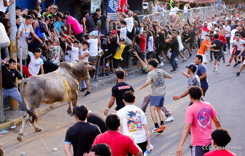 VACAS-(26)