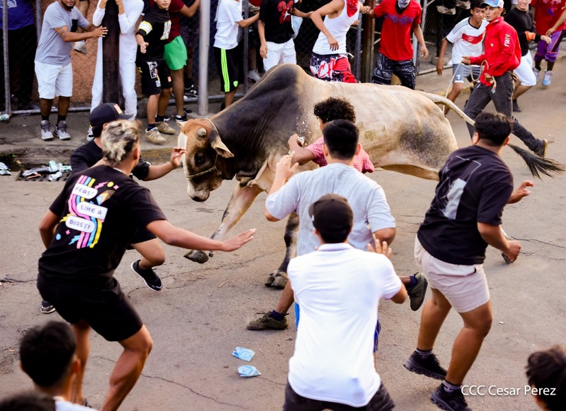 VACAS-(27)