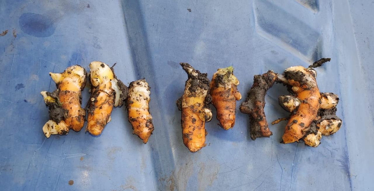 CURCUMA2