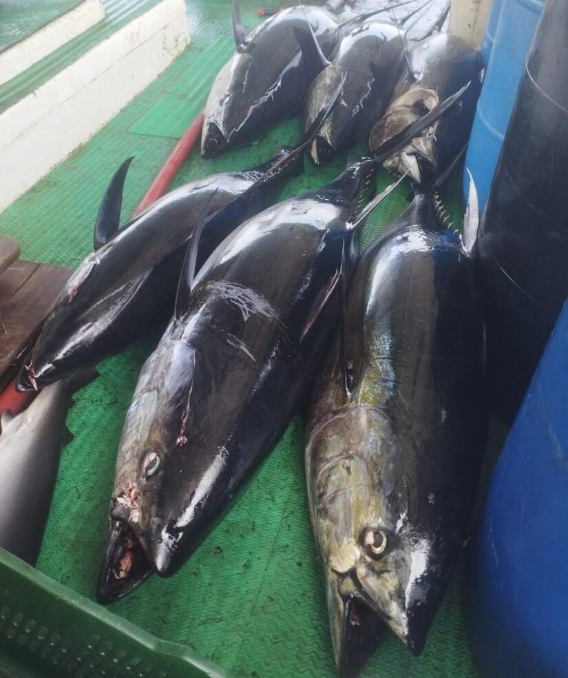 INPESCA5