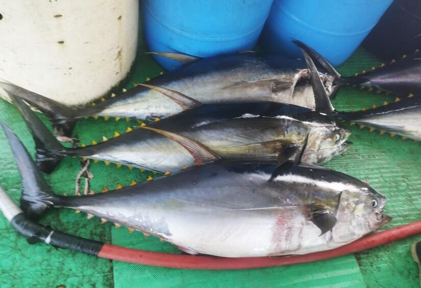 INPESCA6