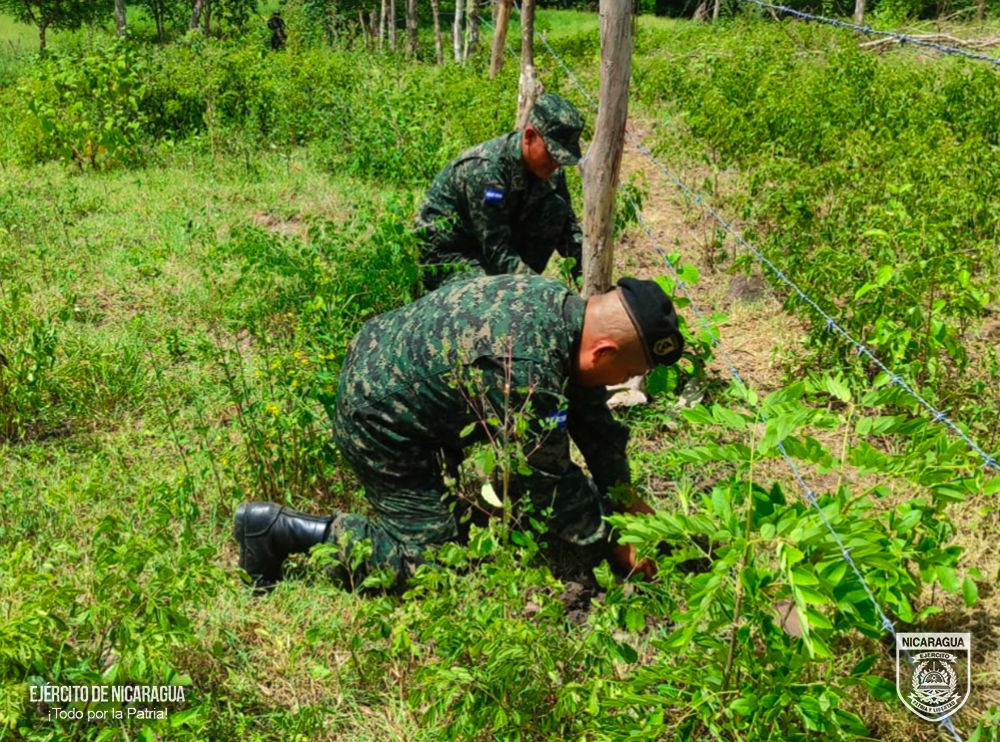 REFORESTACION2