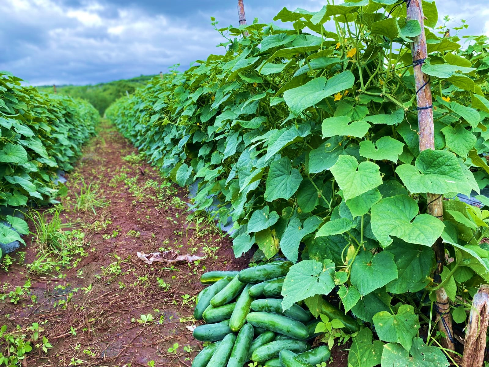 PEPINO1