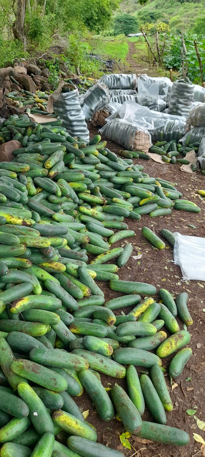 PEPINO2