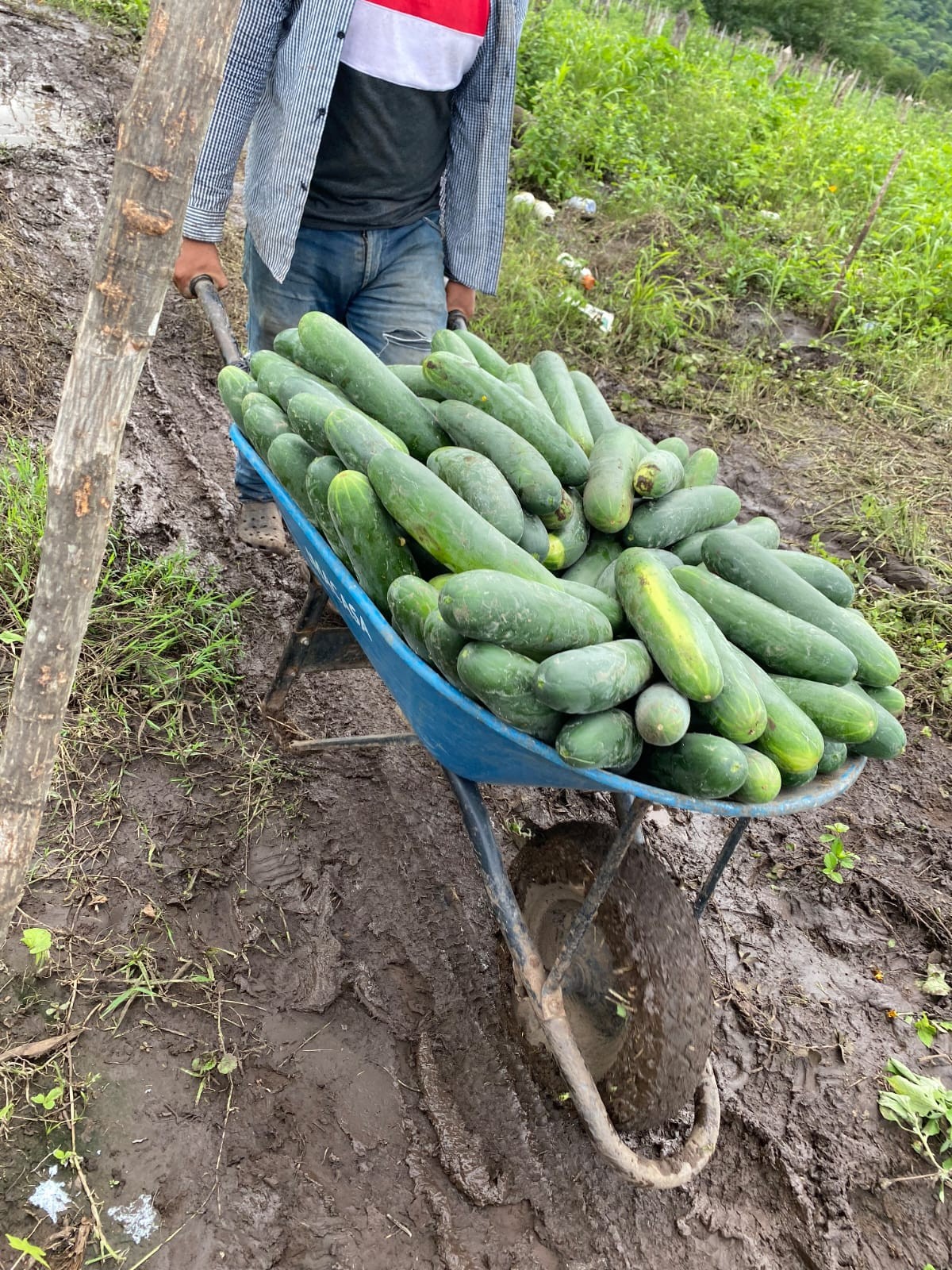 PEPINO3