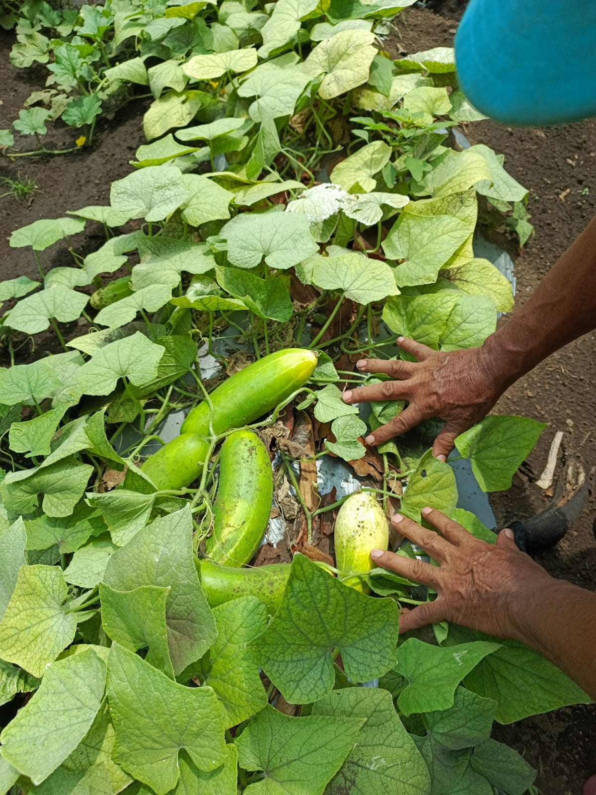 PEPINO4