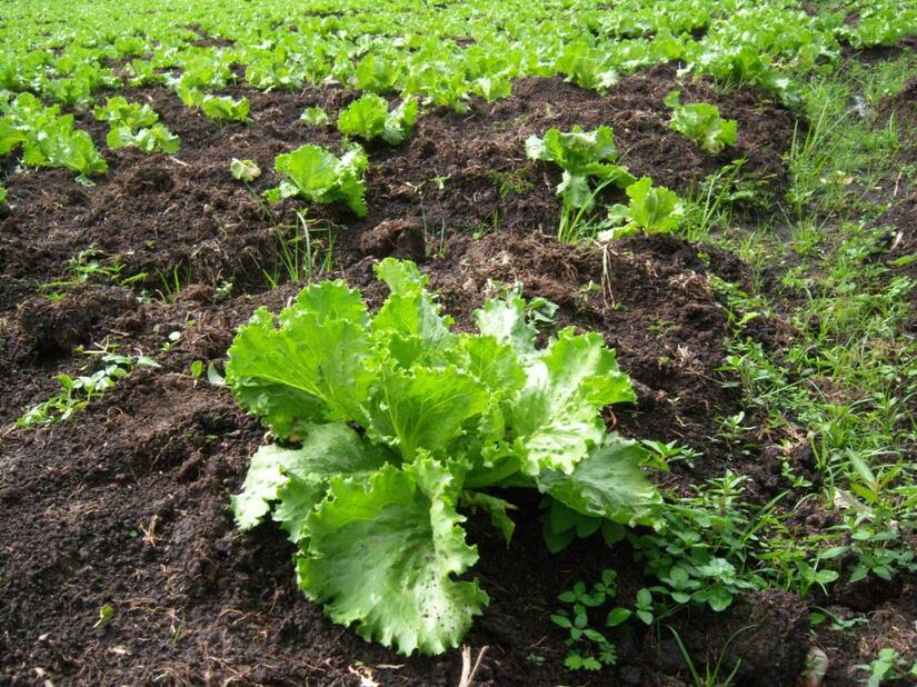 LECHUGA2