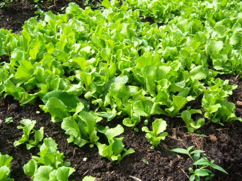 LECHUGA3