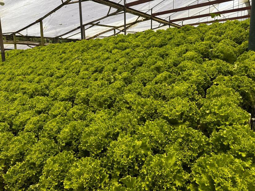 LECHUGA6