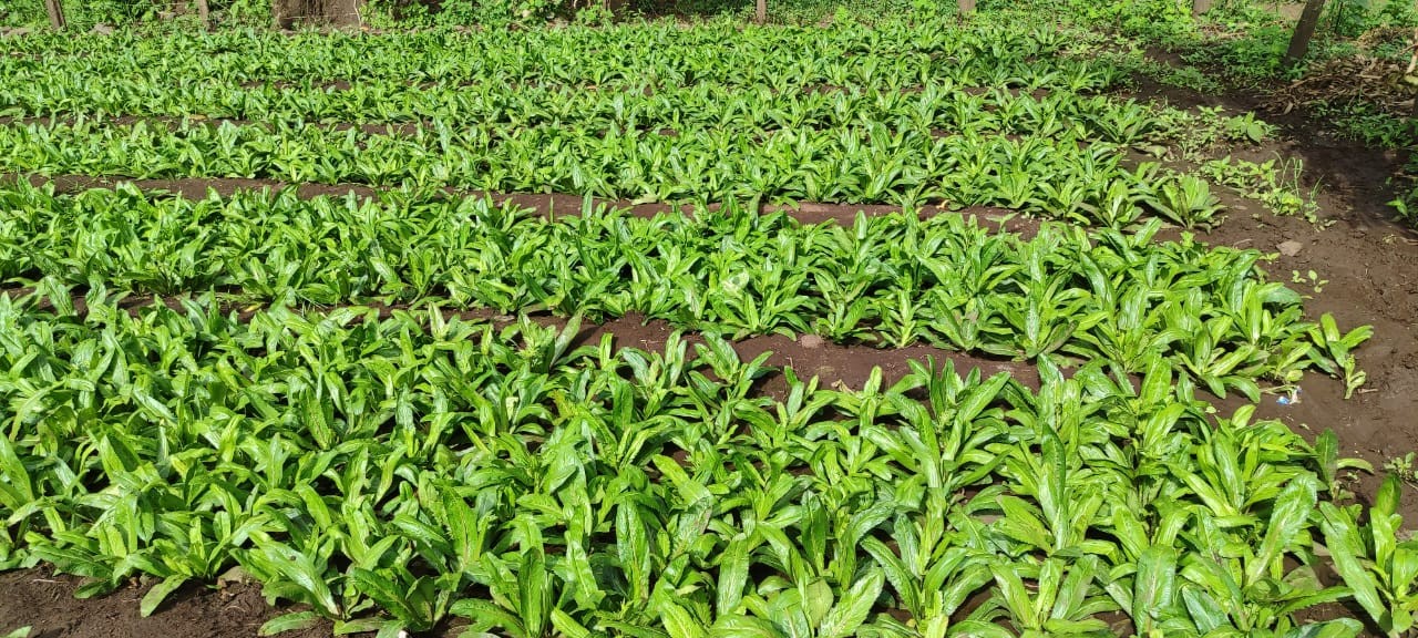 CULANTRO1