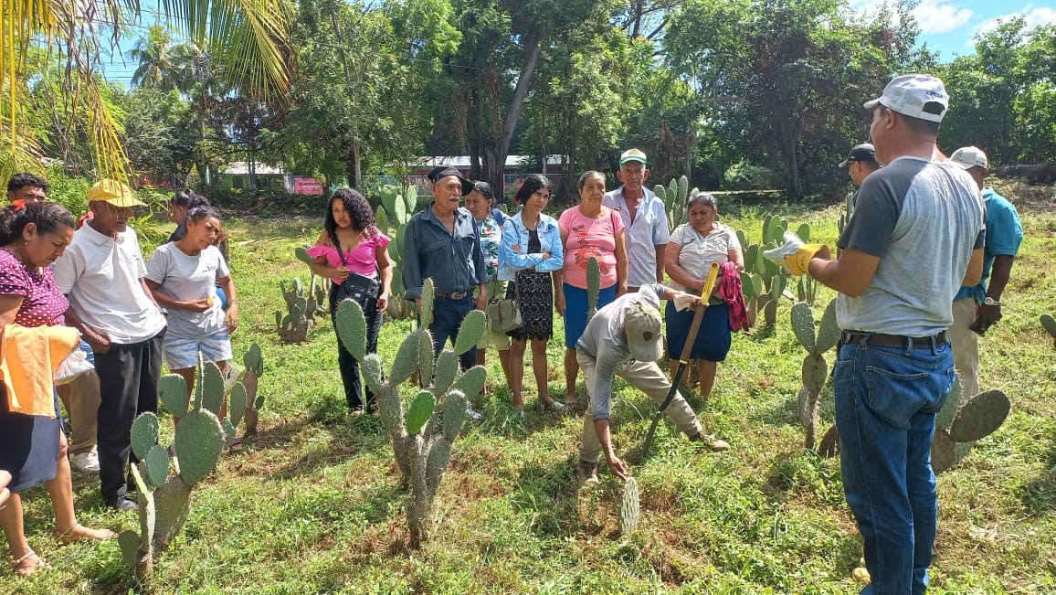 NOPAL1