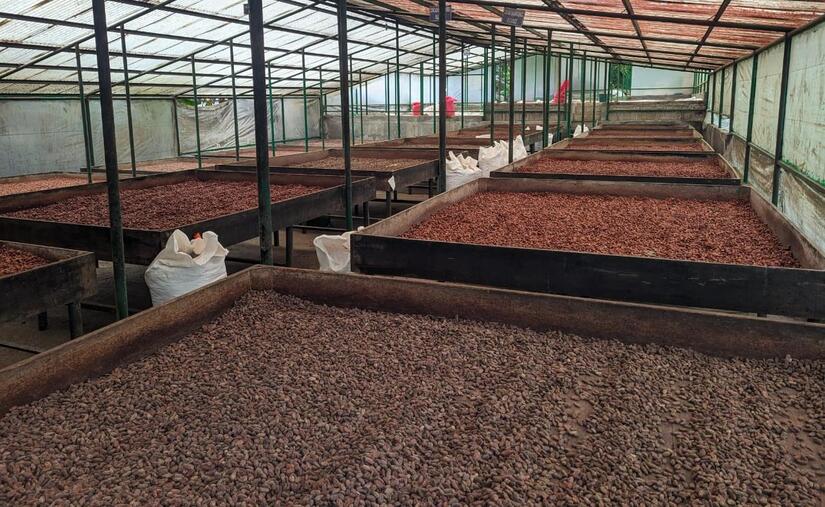 Cacao-en-Nicaragua-6