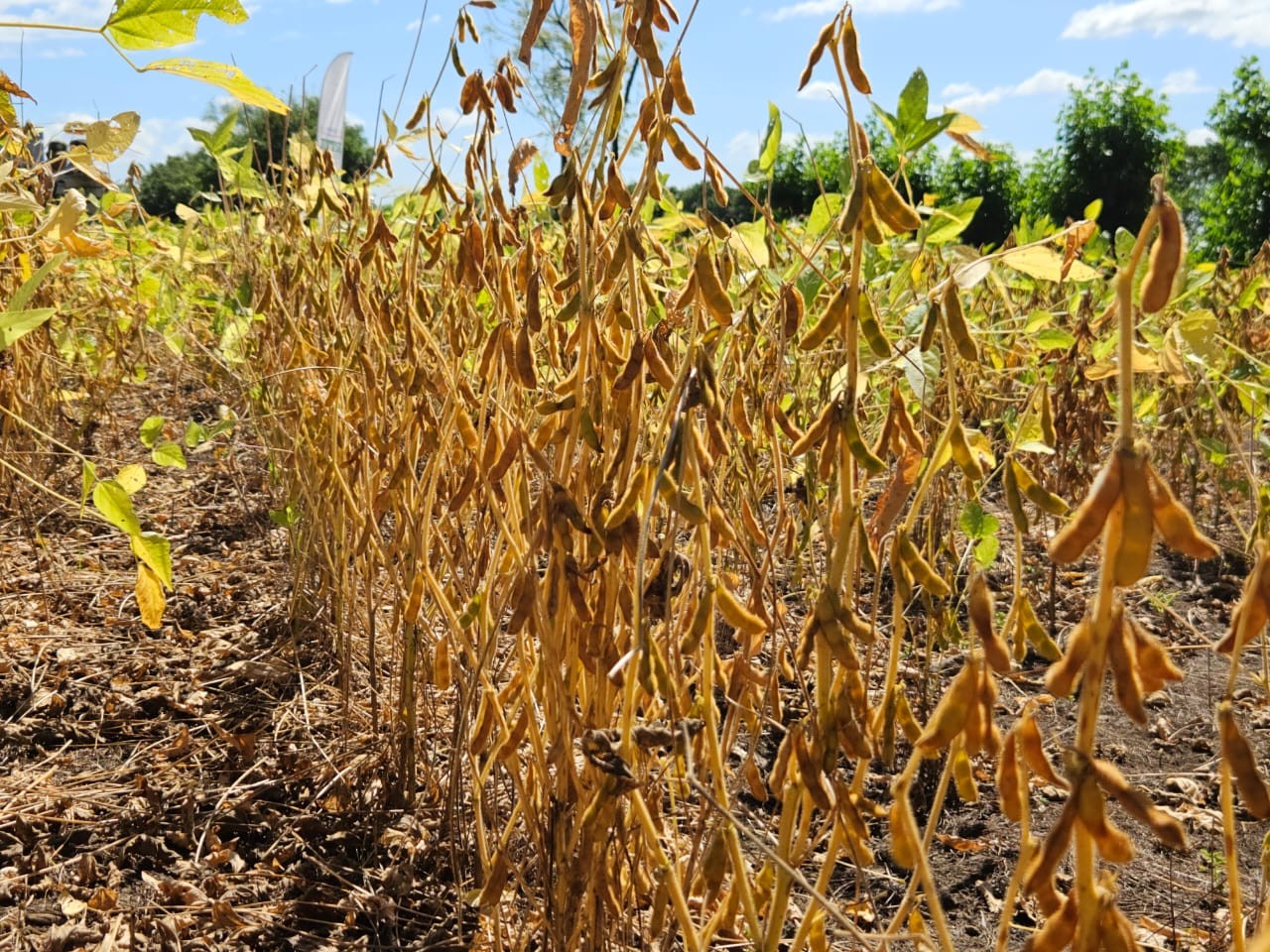 SORGO4
