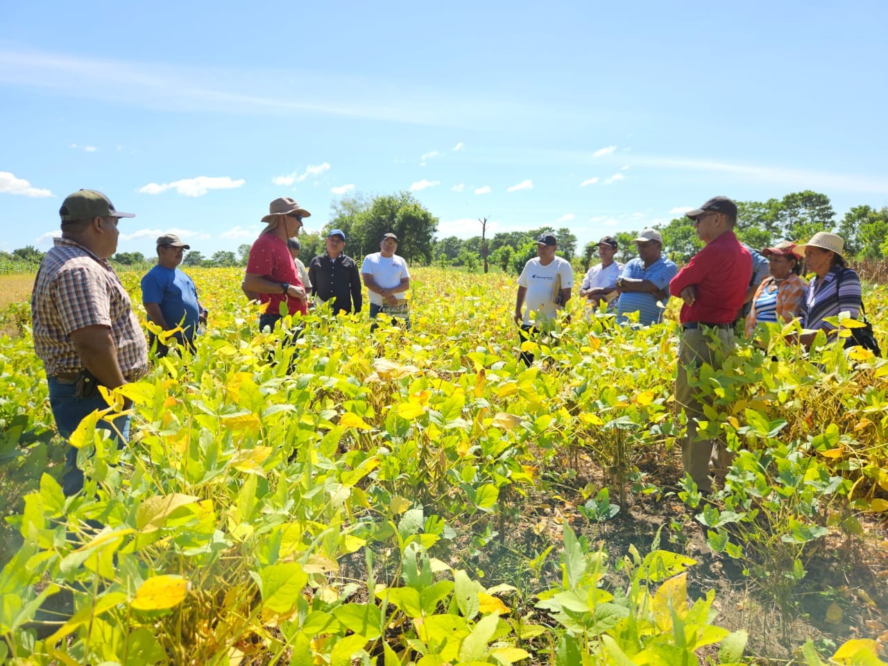 SORGO7
