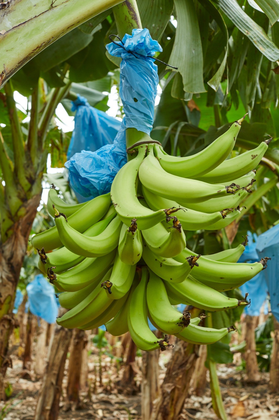 PLATANO1