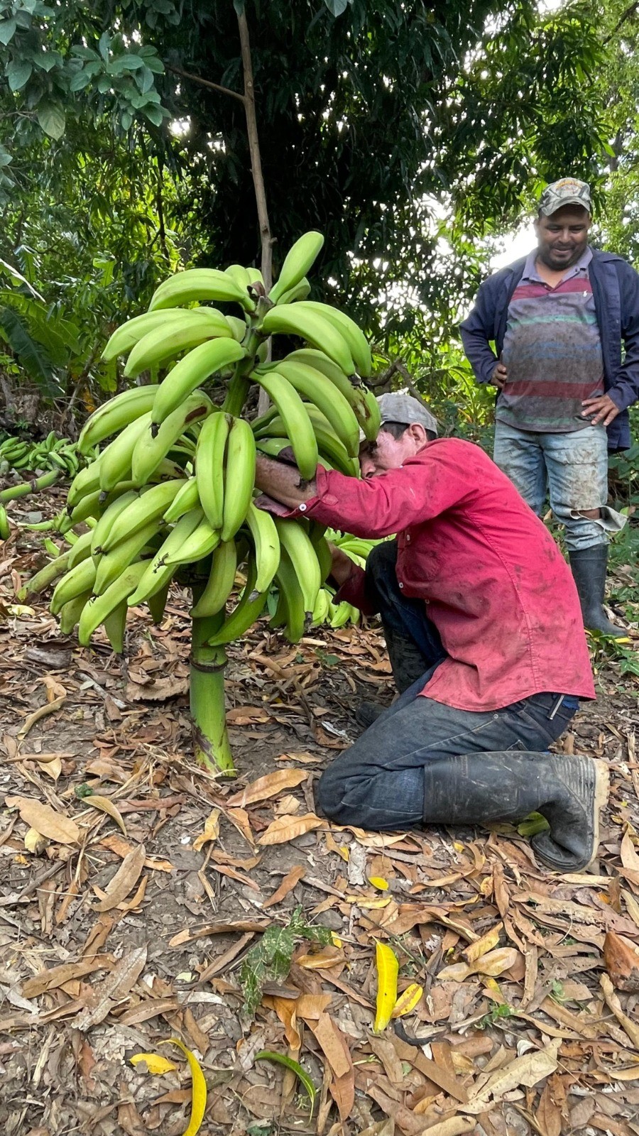 PLATANO2