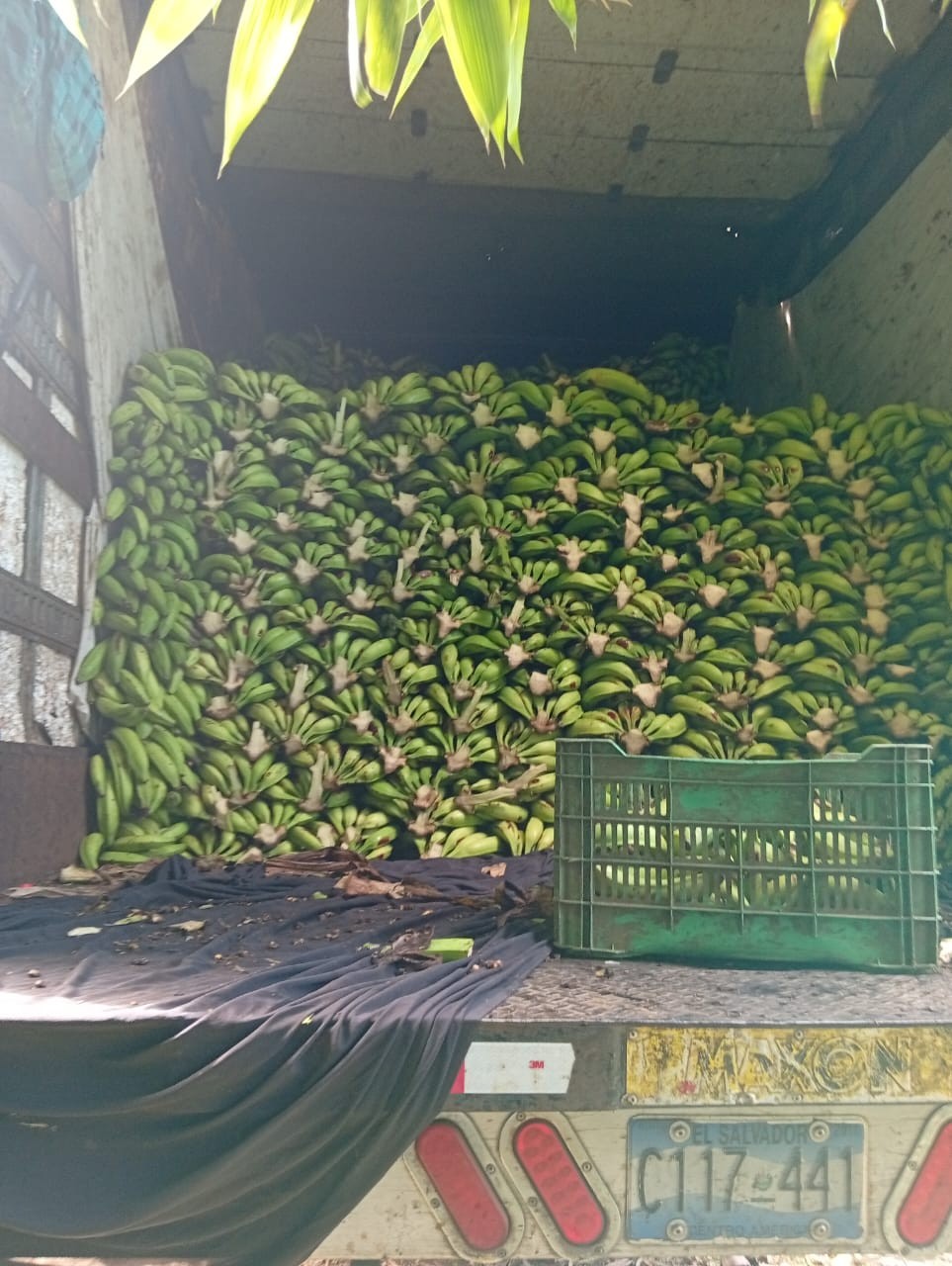 PLATANO5