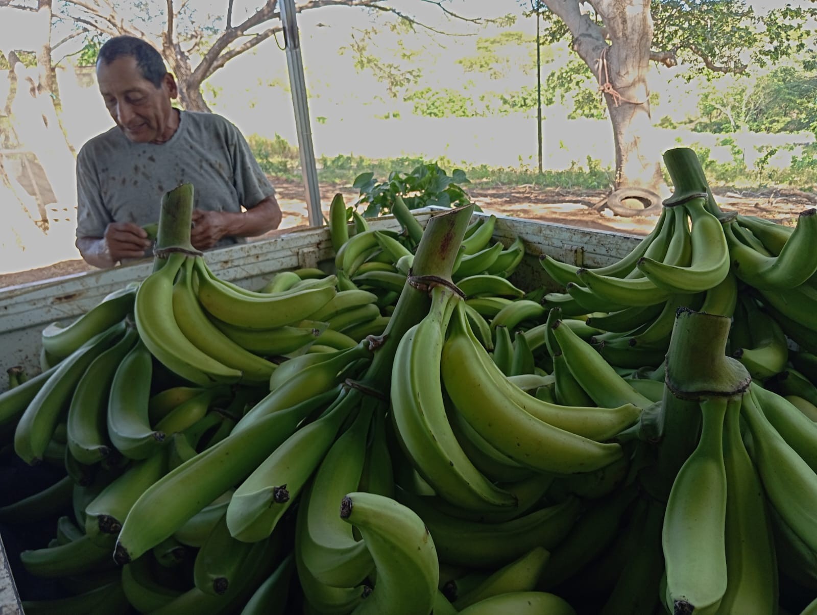PLATANO6