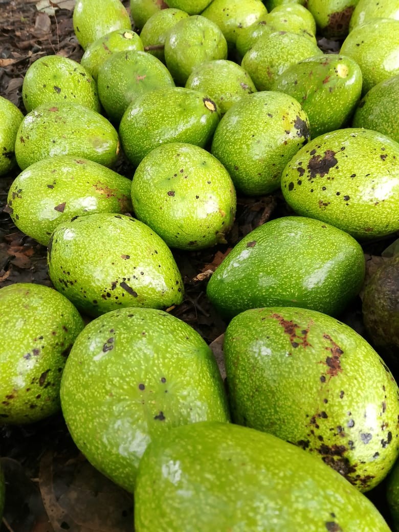 AGUACATE2