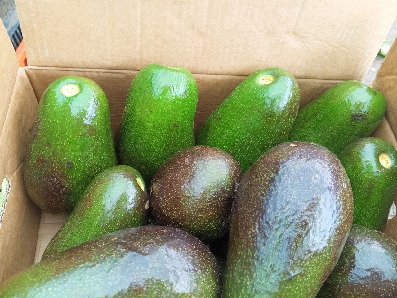 AGUACATE4