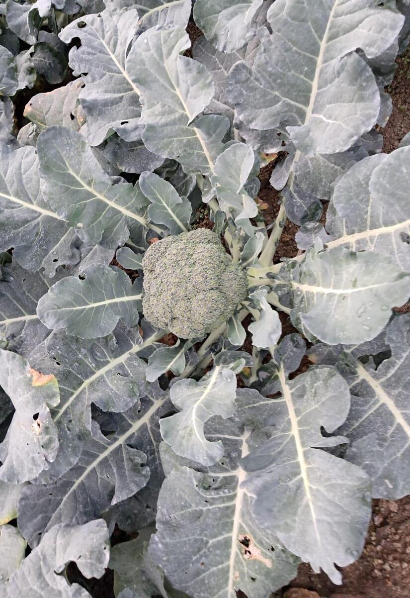 BROCOLI2