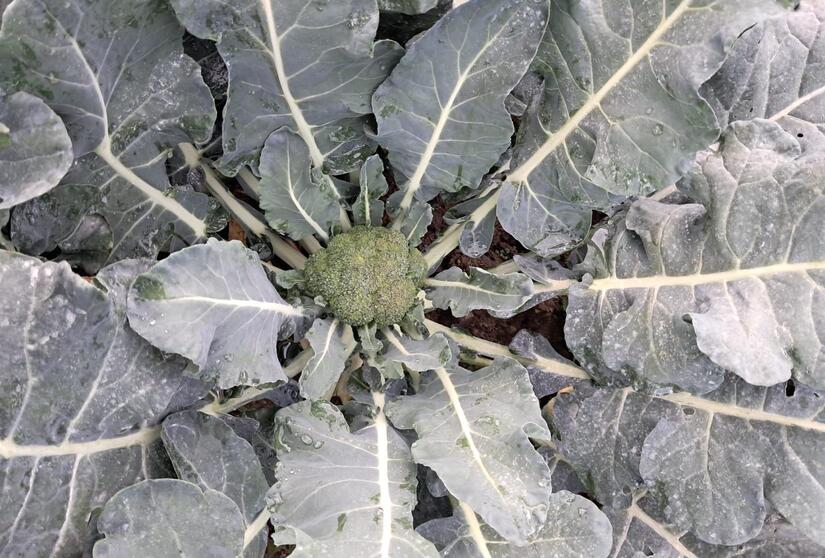 BROCOLI3