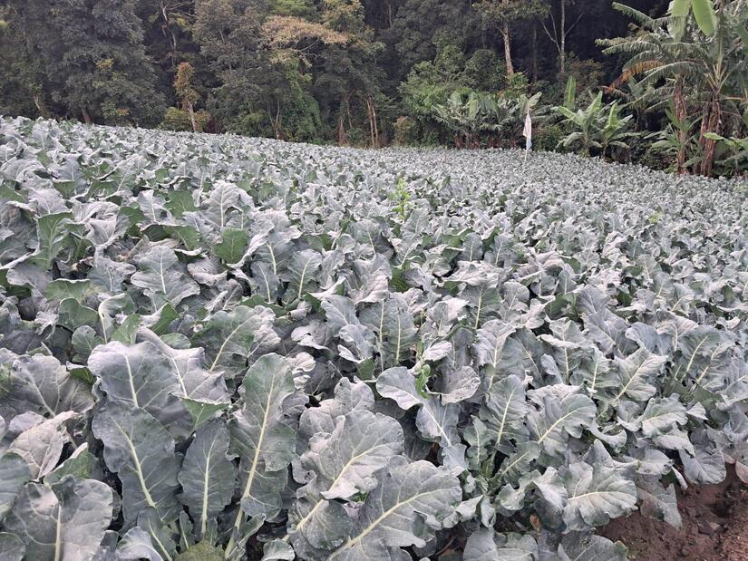 BROCOLI4
