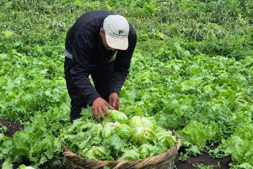 LECHUGA1