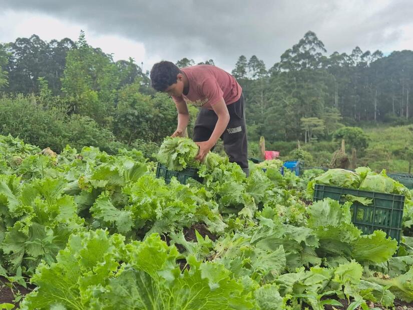 LECHUGA3