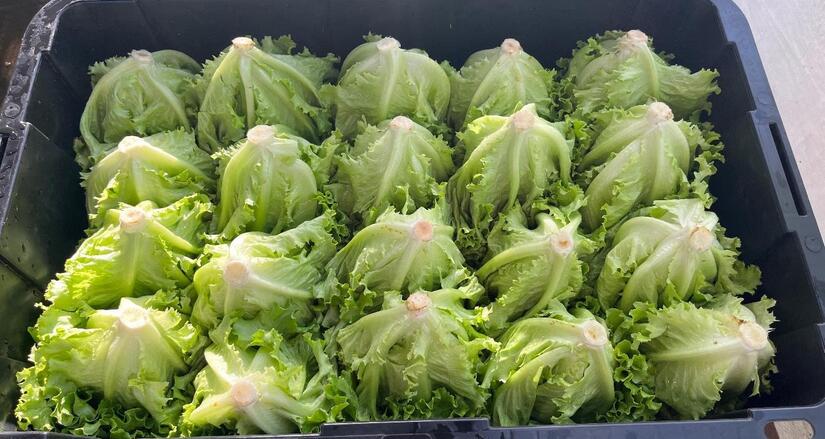 LECHUGA4