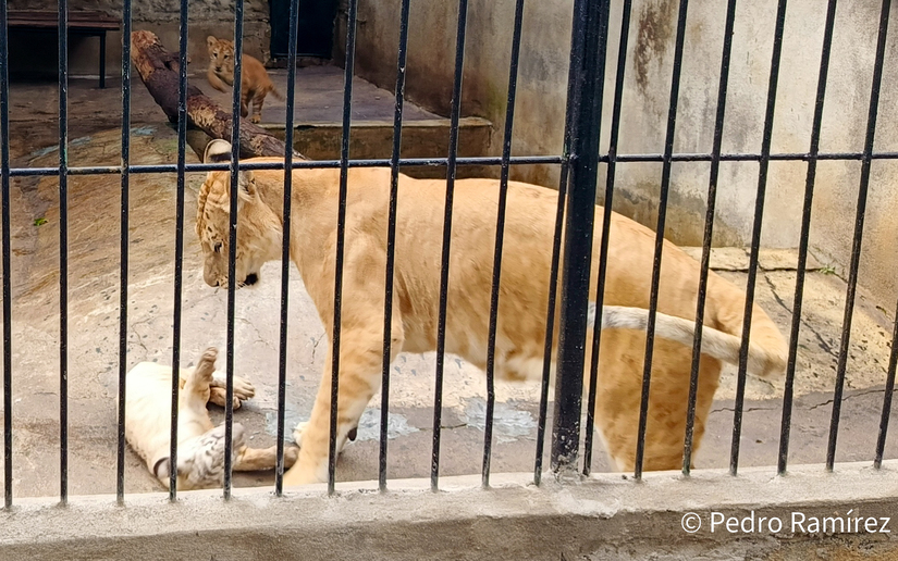 Zoologico--(6)