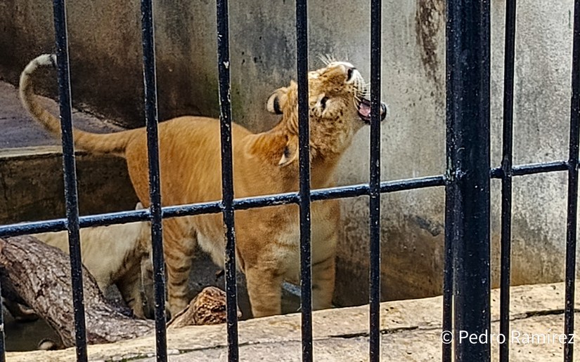 Zoologico--(9)
