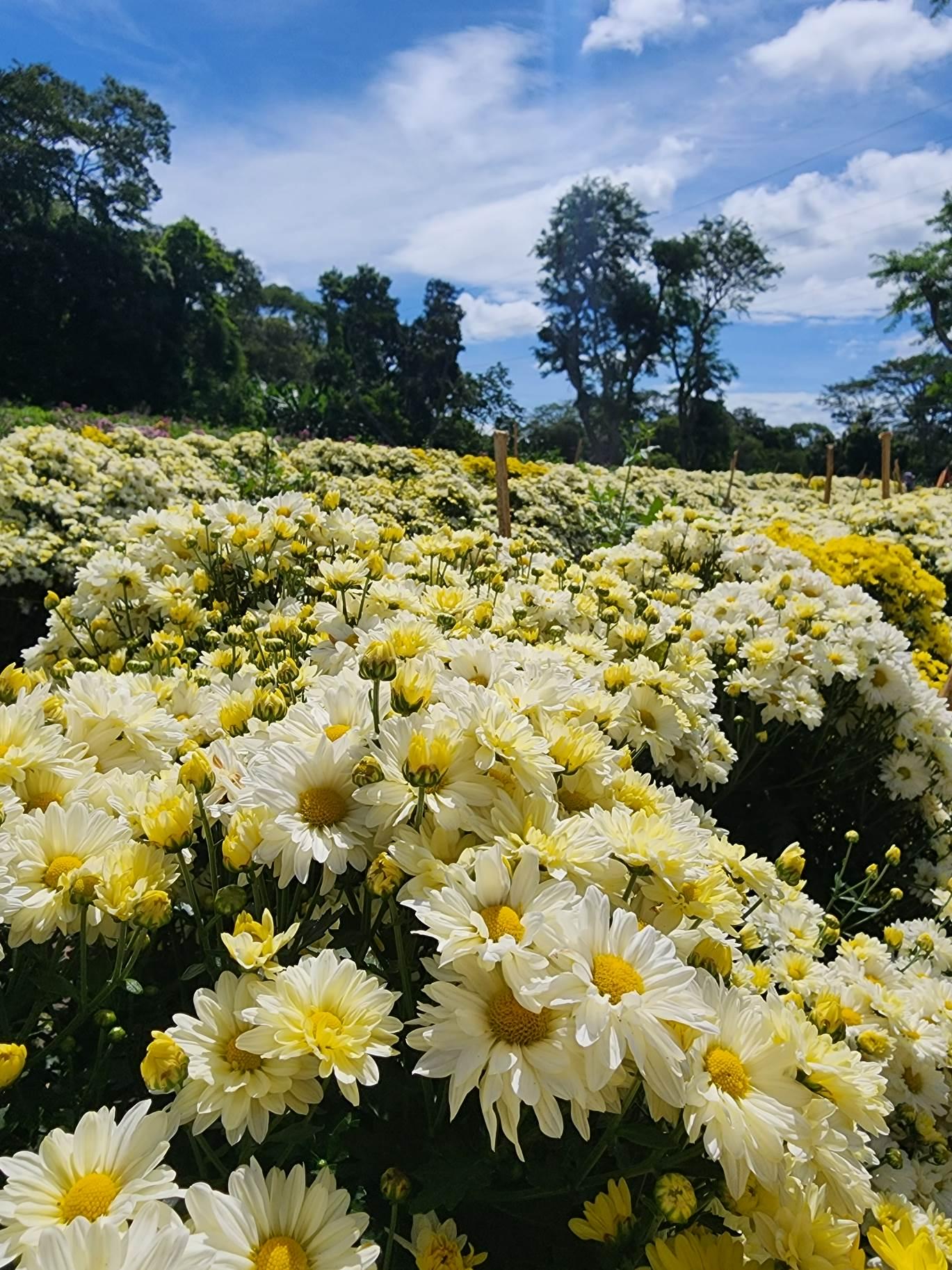 FLORES1