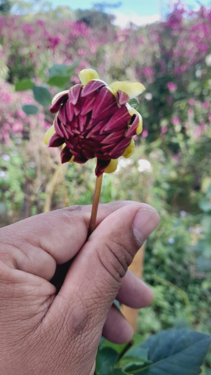 FLORES2