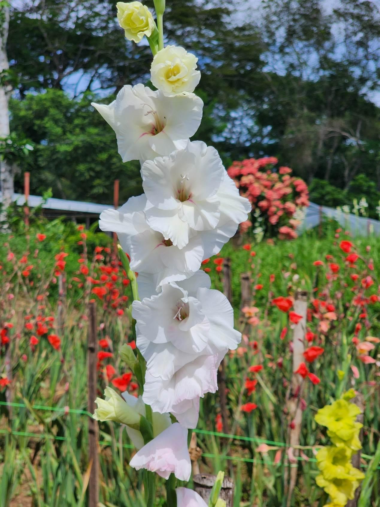 FLORES3