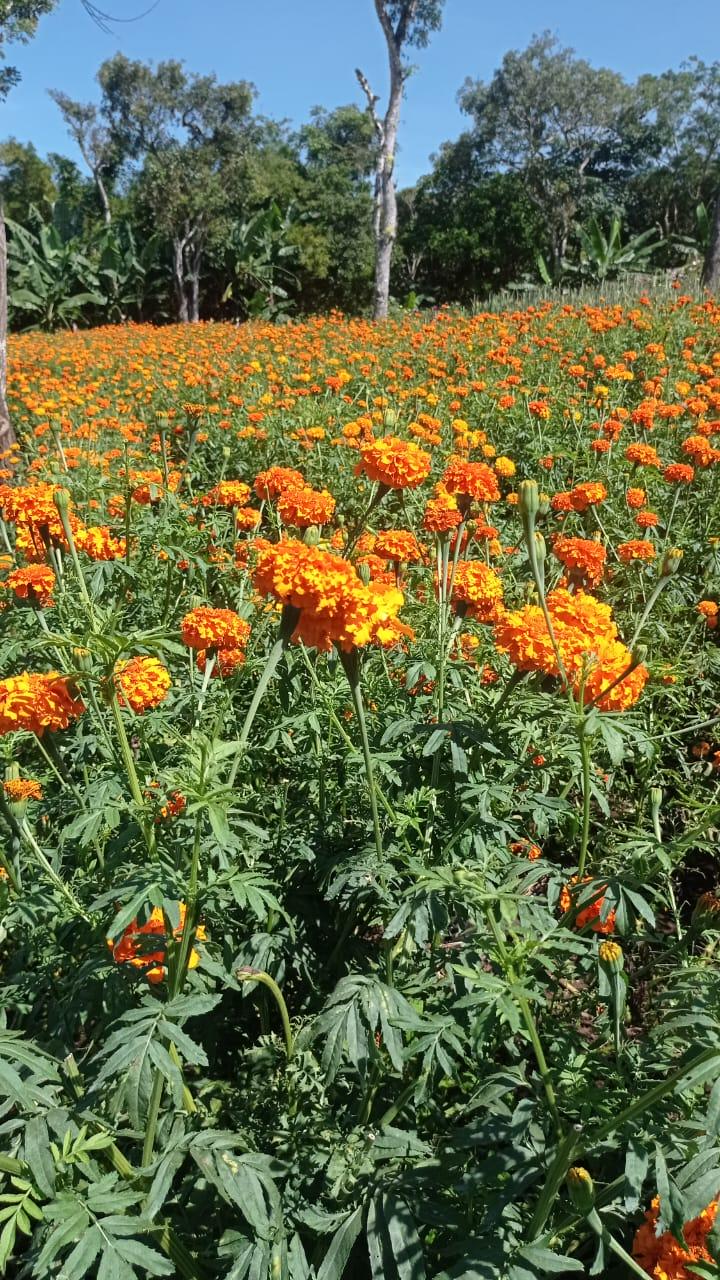 FLORES4