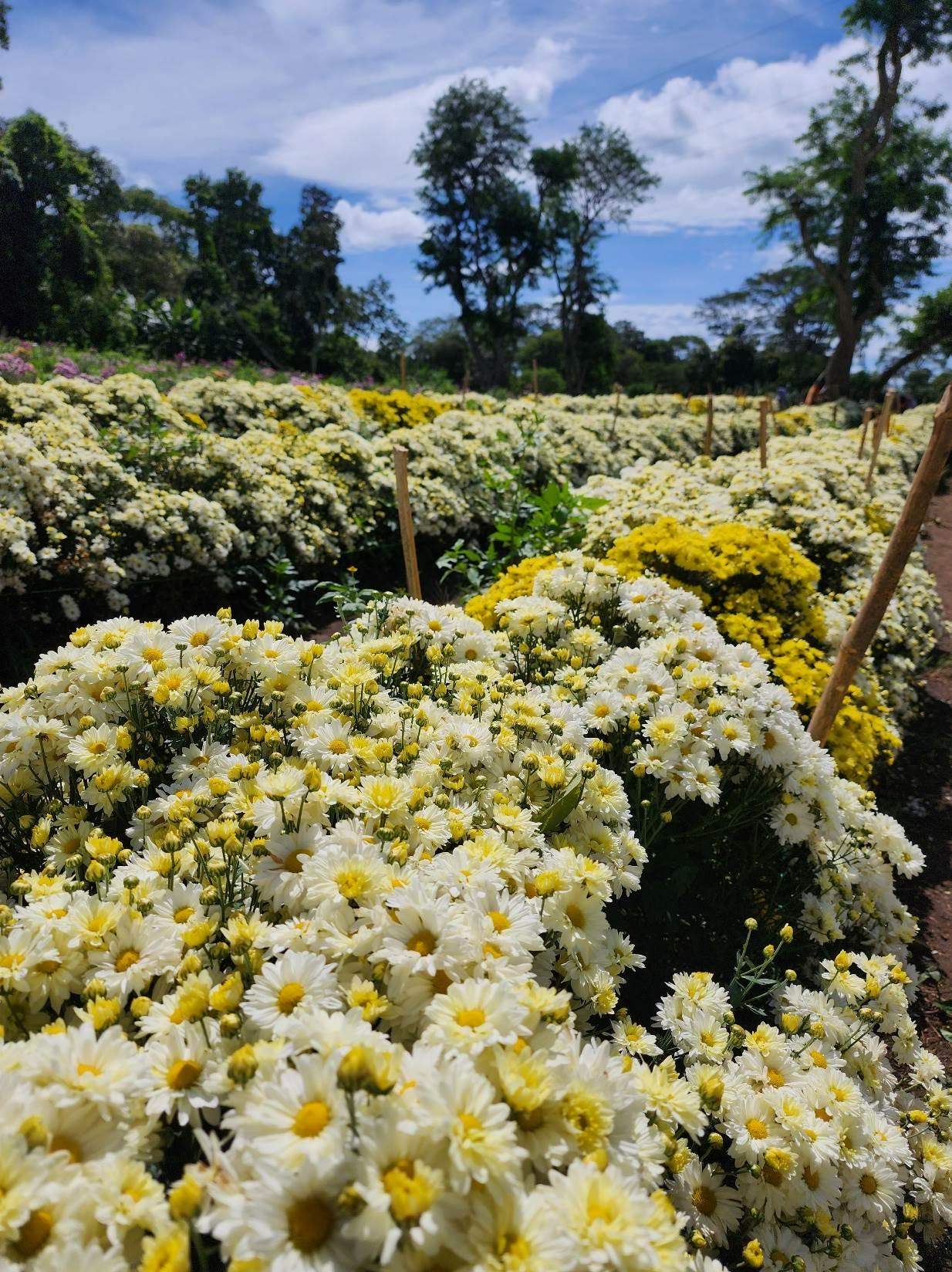 FLORES5