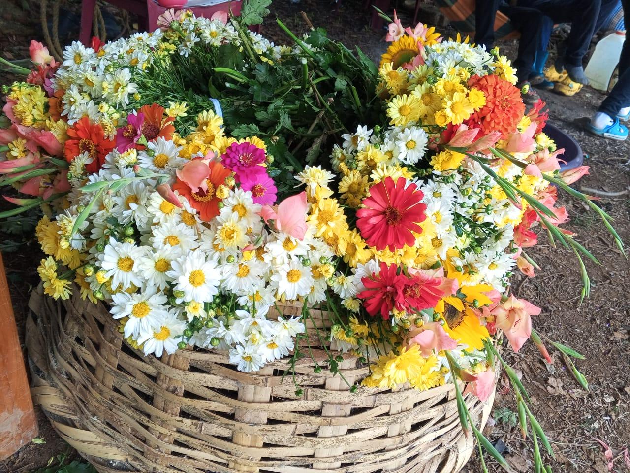 FLORES7
