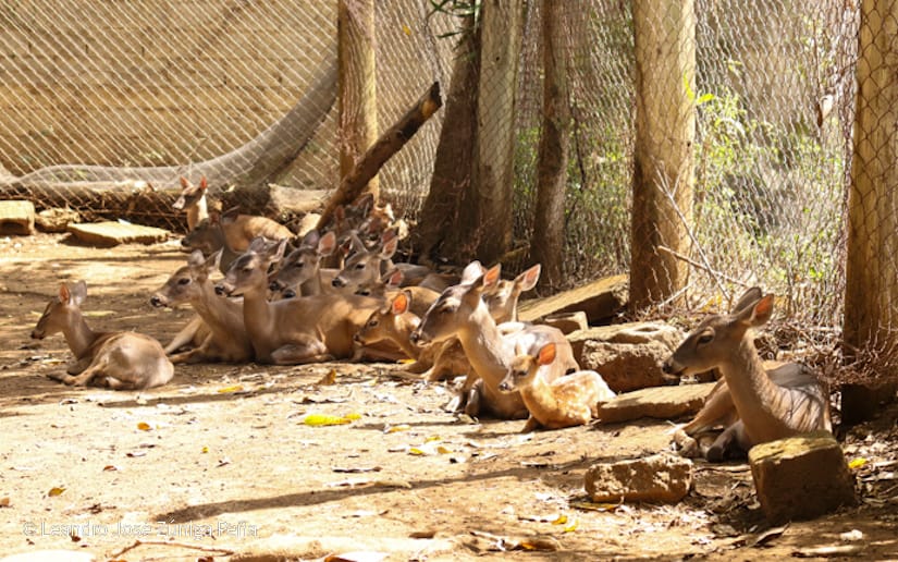 Zoologico--(12)