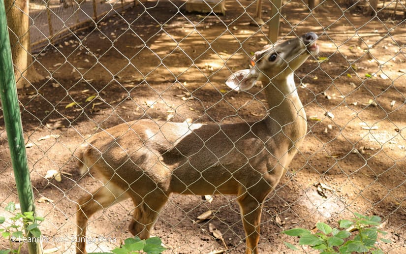 Zoologico--(16)