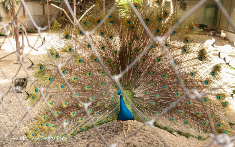 Zoologico--(3)
